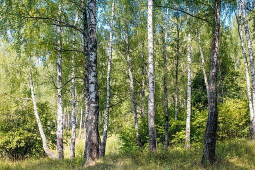Сегодня в Татарстане стартует весенний этап республиканской природоохранной акции «Чистые леса Татарстана»