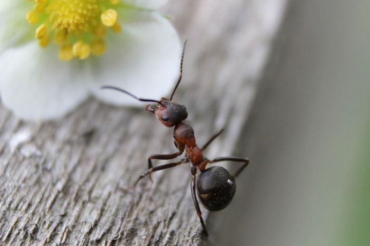 Быстрый способ избавиться от муравьев в огороде