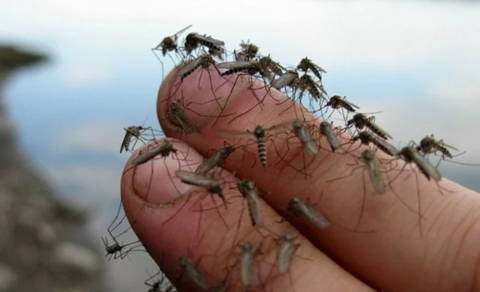 Секретный способ защиты от комаров без всяких репеллентов