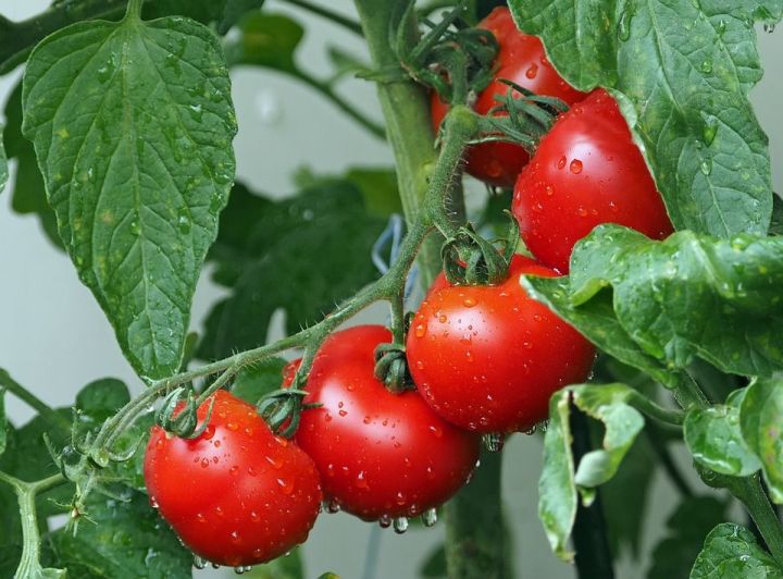 Как сберечь помидоры при похолодании и избежать фитофтороза