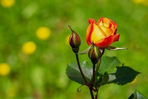 5 ошибок при выращивании роз, которые приводят к их гибели