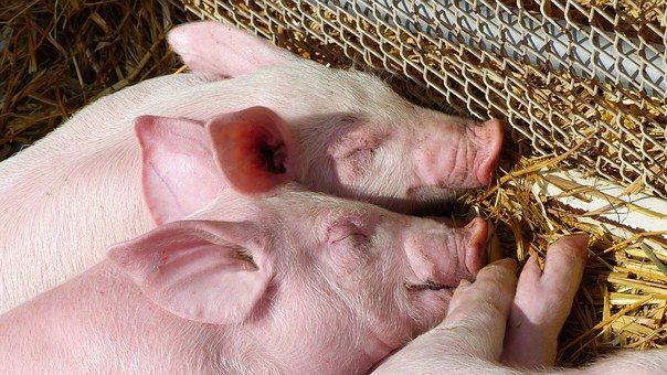 Ветеринары Верхнеуслонского района предупреждают: "Африканская чума свиней уже в соседнем регионе"