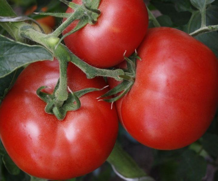 Лучшие сорта помидор, которые обязательно должны быть в следующем году у успешных верхнеуслонских огородников