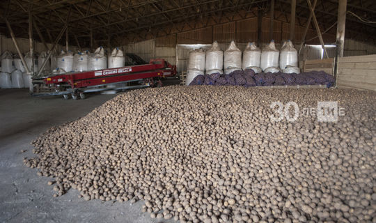В Балтасинском районе собран лучший урожай картофеля