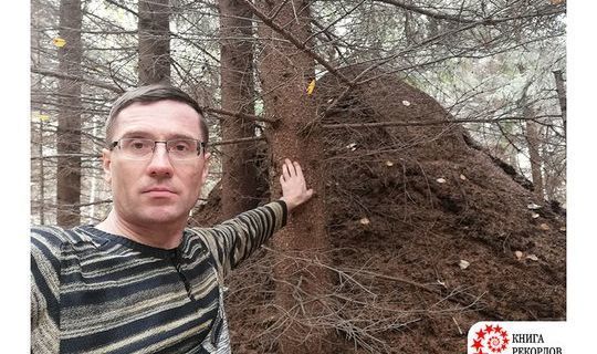 В Татарстане обнаружен самый большой муравейник России