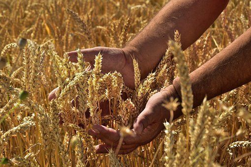 Минсельхоз РФ предлагает ввести карантинные сертификаты при перевозке зерна по России