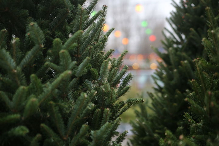 Специалисты предупреждают: новогодние деревья тоже могут быть опасными