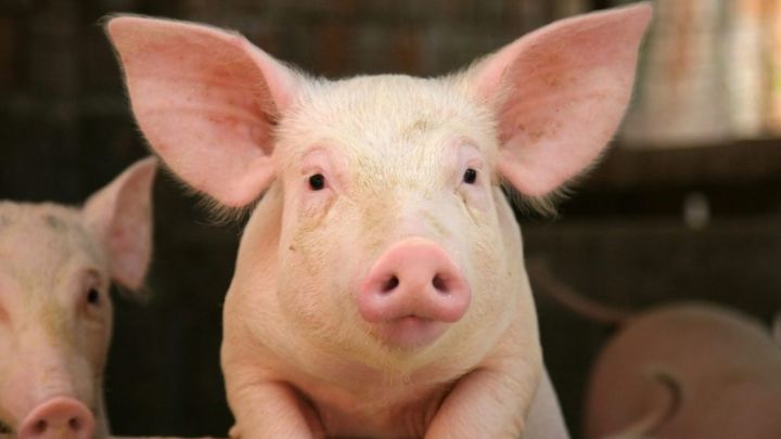 Минсельхозпрод РТ обратился к жителям республики в связи с зарегистрированными случаями африканской чумы свиней