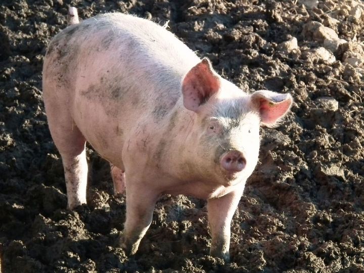 Чем опасна африканская чума свиней