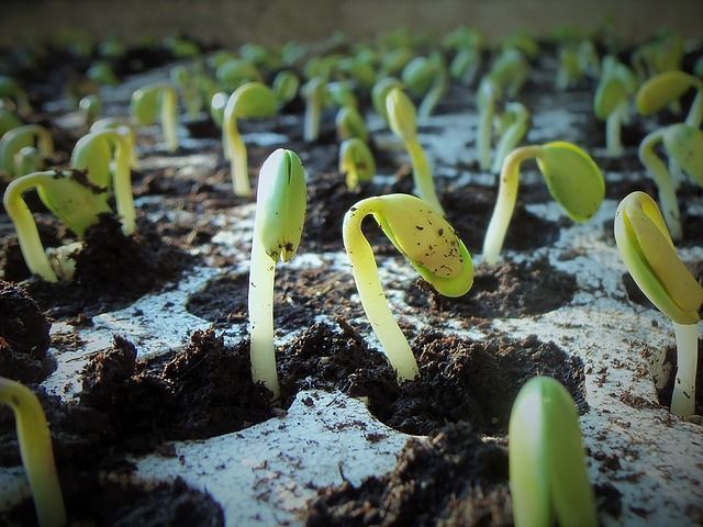 Какие семена можно начинать сажать в феврале?