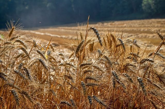 К 100 летию ТАССР селекционеры вывели новый сорт пшеницы