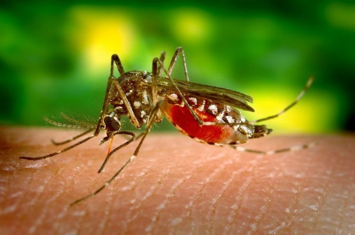 Ученые предположили что этим летом резко сократится численность комаров