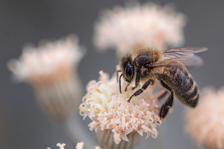 О пчеловодстве на землях сельскохозяйственного назначения