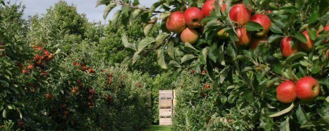 В Верхнеуслонском районе посадят яблоневый сад по интенсивной технологии