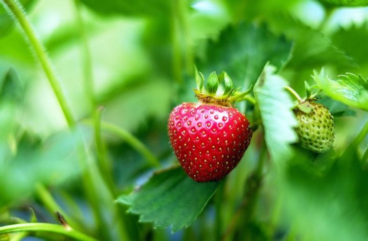 Клубника — что нужно сделать в апреле для получения крупных ягод
