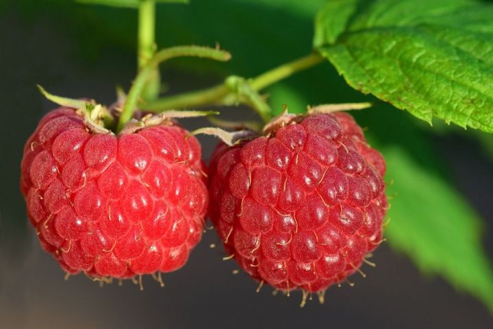 Малина: что нужно сделать в мае для получения крупных ягод