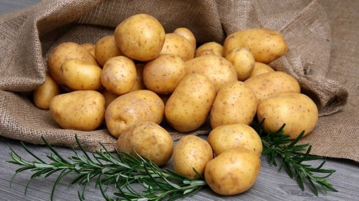 Ученые рассказали, как получить хороший урожай картофеля