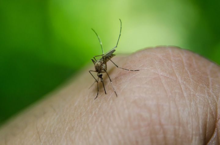 Потому и не кусают! Что поможет защитить дома верхнеуслонцев от комаров?