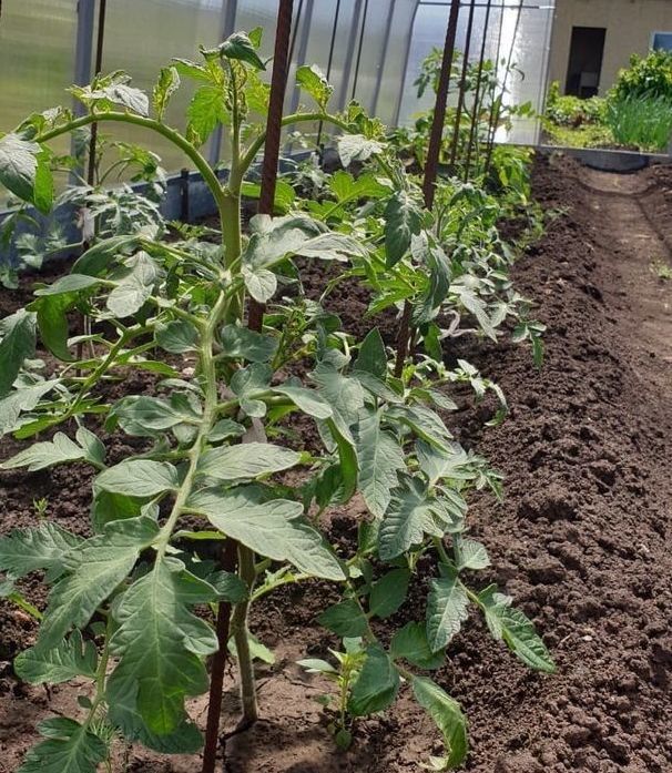 Хитрости в выращивании томатов: советы опытного огородника