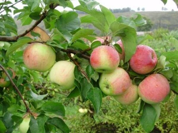 Яблоня начала завязывать плоды: что сделать верхнеуслонцам сейчас, чтобы завязи не осыпались, а урожай был больше