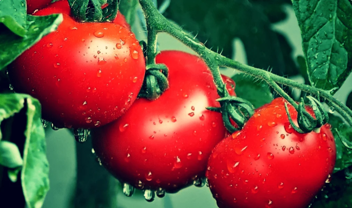 Правила полива помидор в жару, чтобы урожайность была высокой, а плоды – вкусные и мясистые
