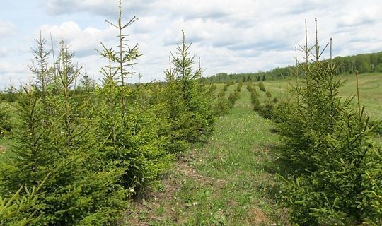 Более тысячи гектаров леса восстановлено в Татарстане по национальному проекту «Экология»