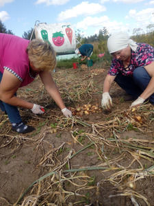 На пришкольном участке большемеминцы собрали хороший урожай лука