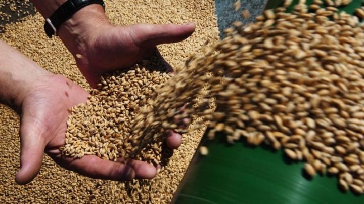 Татарстан собрал четвертый миллион тонн зерна нового урожая