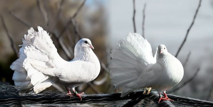 Янги-Болгарской детворе рассказали о голубиной почте