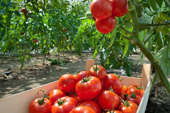 Почему трескаются томаты, и как верхнеуслонцам этого избежать