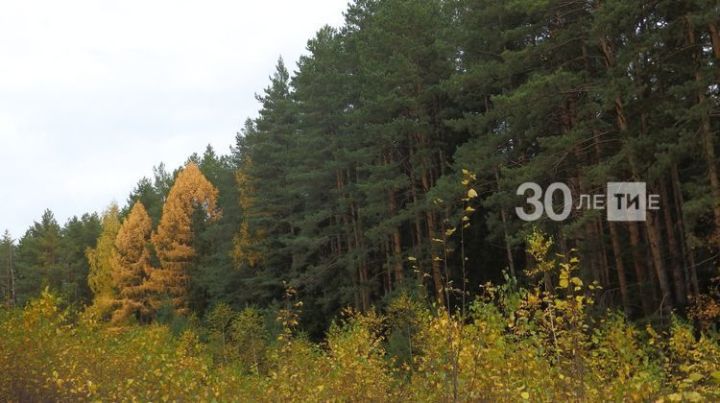 Рустам Минниханов и Сергей Аноприенко посадили саженцы сосны в рамках акции «Сохраним лес»
