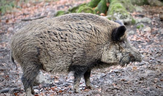 Ради выгоды в частных охотхозяйствах Татарстана стали скрещивать кабанов и домашних свиней