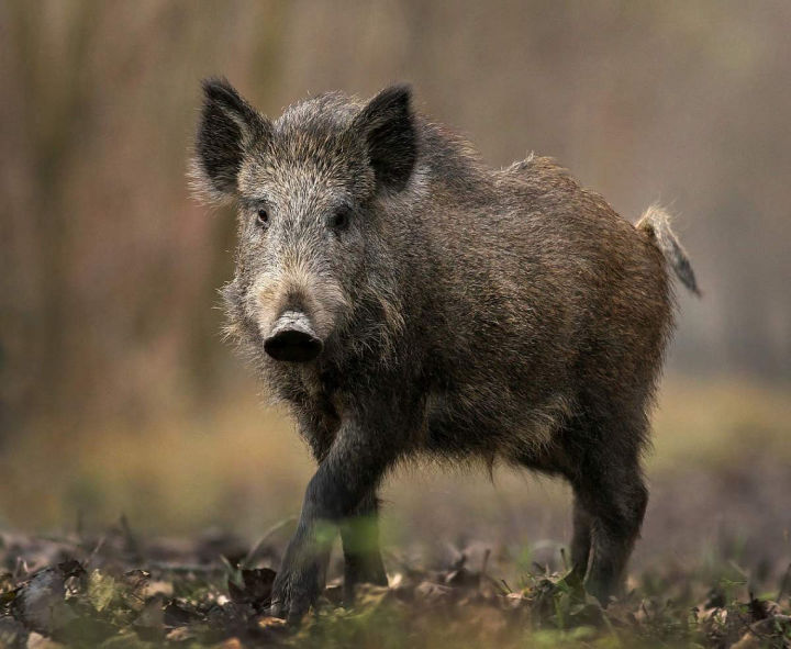 Верхнеуслонским охотникам рекомендовано соблюдать профилактические меры во избежание распространения африканской чумы свиней
