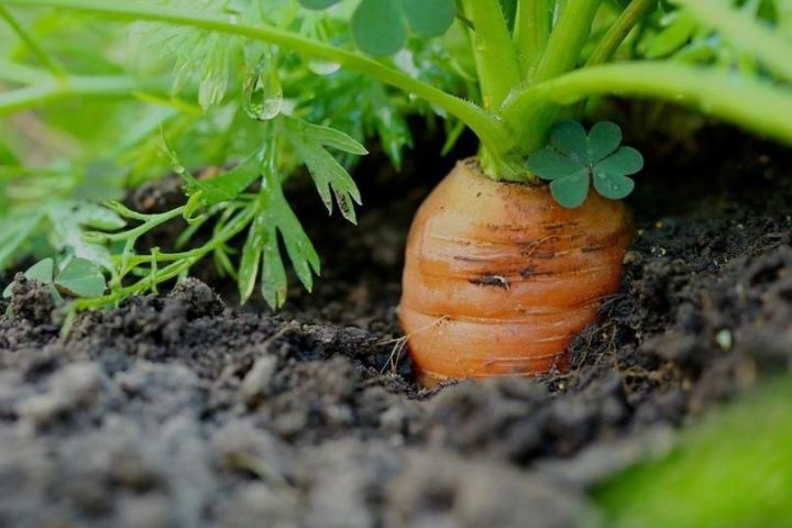 Дела огородные: сажаем морковь под зиму