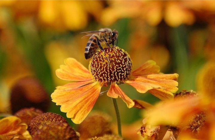 Народные приметы верхнеуслонцам на 10 октября – Савватий-пчеловод