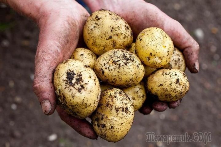 Кто будет оштрафован за выращивание картофеля