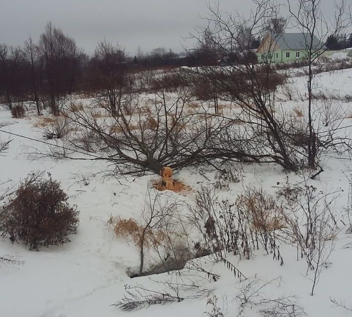 Сеитовские бобры опять облюбовали окрестности села