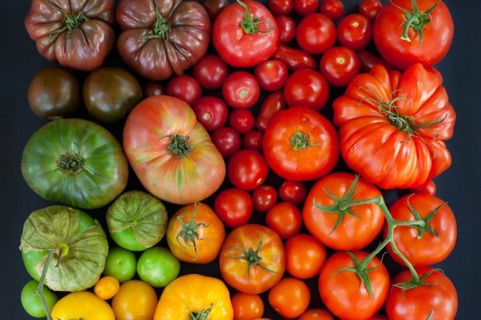 ​Лучшие сорта томатов на грядущий сезон