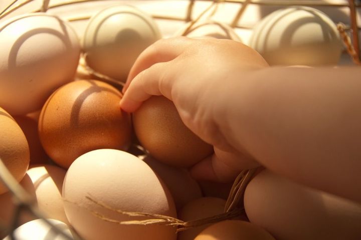 Что делать, если куры несут яйца с очень тонкой скорлупой