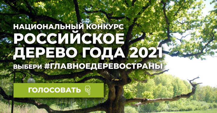 Ель из Тетюшского района претендует на звание "Российское дерево года"