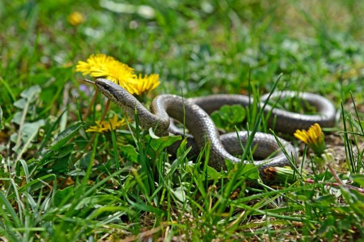 Народные приметы на 12 июня – Исаакий-змеевик, Исакиев день, Змеиный праздник