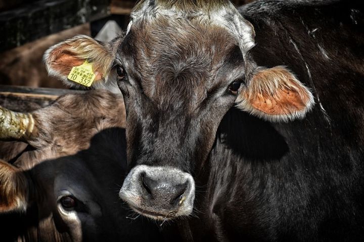 По данным УСХиП в Верхнеуслонском районе снизилось поголовье крупного рогатого скота