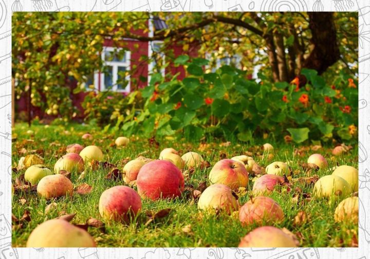Осыпаются в вашем саду яблочки - срочно подкармливайте дерево
