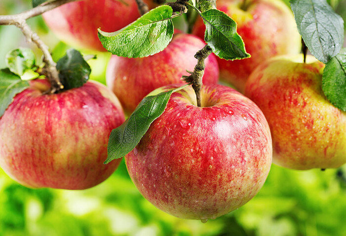 В Агрофирме «Заря» ожидают небывалый урожай яблок