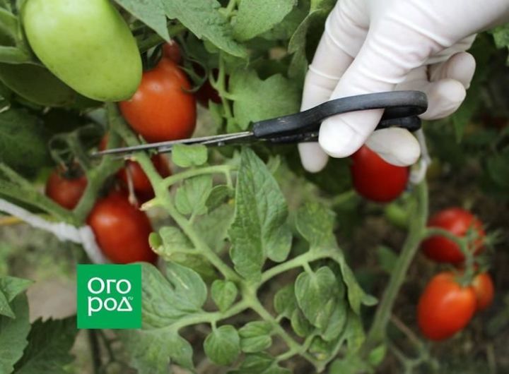 7 обязательных процедур, которые нужно сделать садоводам Верхнеуслонского района с томатами в августе