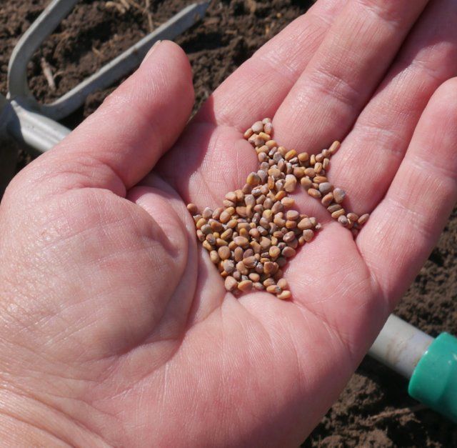 Как получить и сохранить семена редиса