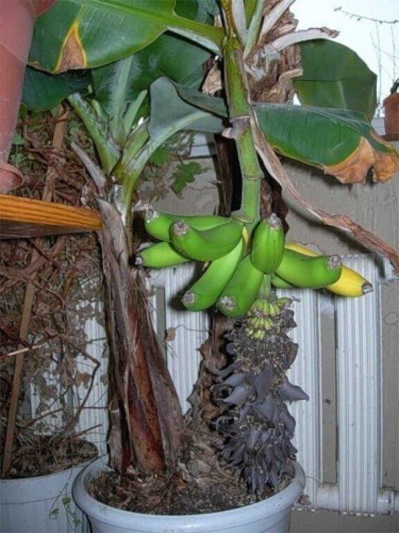 Как вырастить дома... банан?