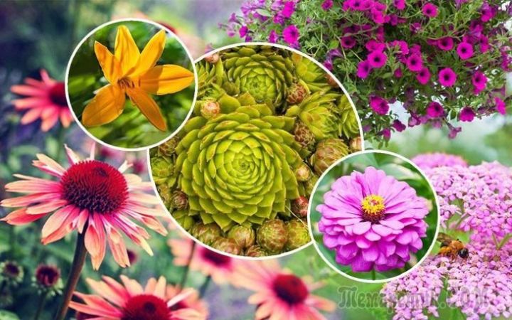 8 растений, которые невозможно убить