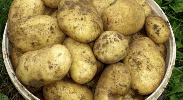 Верхнеуслонцев просят не питать иллюзий по поводу снижения цен на картофель