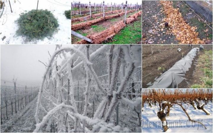 Чем укрыть виноград на зиму – советы садоводов Верхнеуслонского района